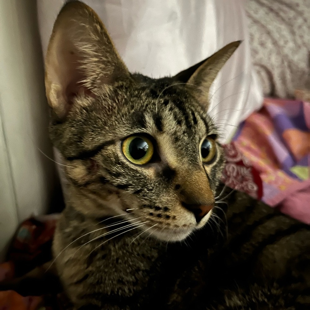 @Claforge1023 Is Going Live Today - image 1